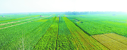 张港项目区花椰菜基地 (处理).jpg 张港项目区花椰菜基地 (处理).jpg